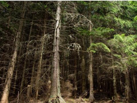 41 hektár erdő eladó Bócsán 41 hektár erdő eladó Bócsán