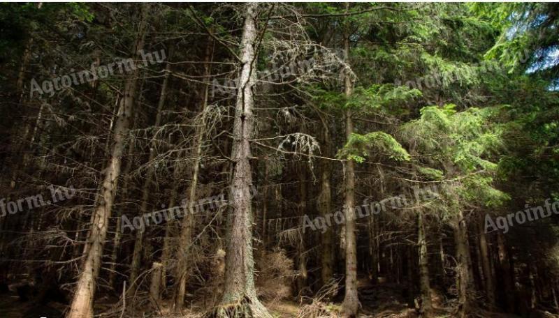 41 hektár erdő eladó Bócsán