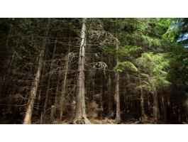 41 hektár erdő eladó Bócsán