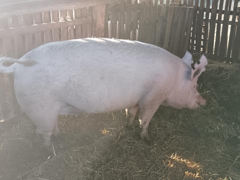 Üres koca sertés eladó