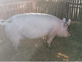 Üres koca sertés eladó