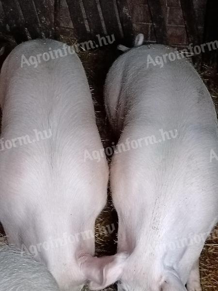 Eladó húsjellegű hízó