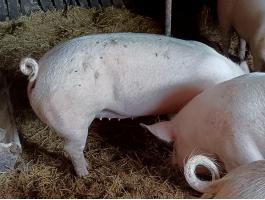 Eladó húsjellegű hízó