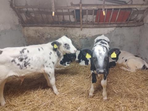 Kék belga és holstein-fríz választási bika borjú eladó