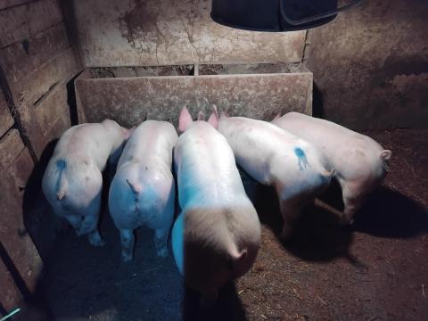 Malacok, süldők eladók Malacok, süldők eladók