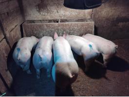 Malacok,  süldők eladók