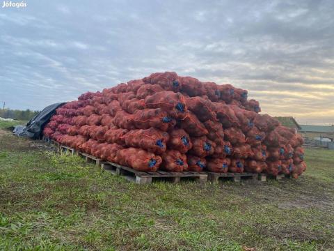 Gömbölyű Cékla Eladó