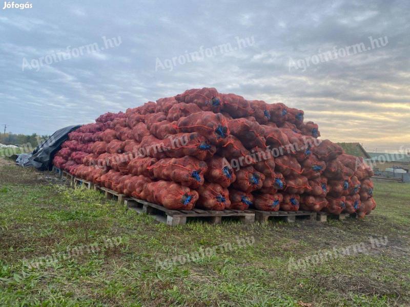 Gömbölyű Cékla Eladó