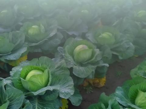 Takarmány káposzta eladó