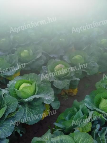 Takarmány káposzta eladó
