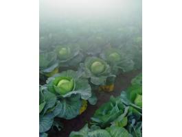 Takarmány káposzta eladó