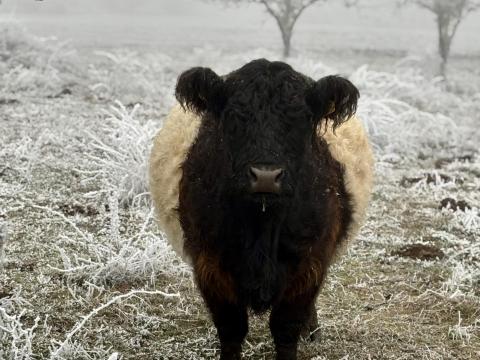 Galloway anyatehén eladó