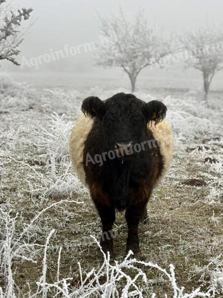 Galloway anyatehén eladó