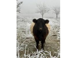 Galloway anyatehén eladó