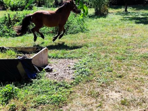 Fiatal póni gazdát keres