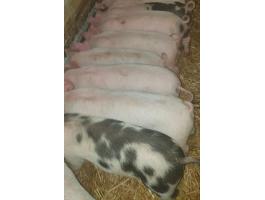 Eladó 7 db szép választási malac