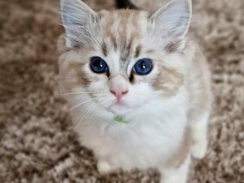 Ragdoll cica eladó – fajtatiszta, törzskönyvezett kiscicák Ragdoll cica eladó – fajtatiszta, törzskönyvezett kiscicák