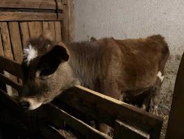 Jersey 5 hónapos bika