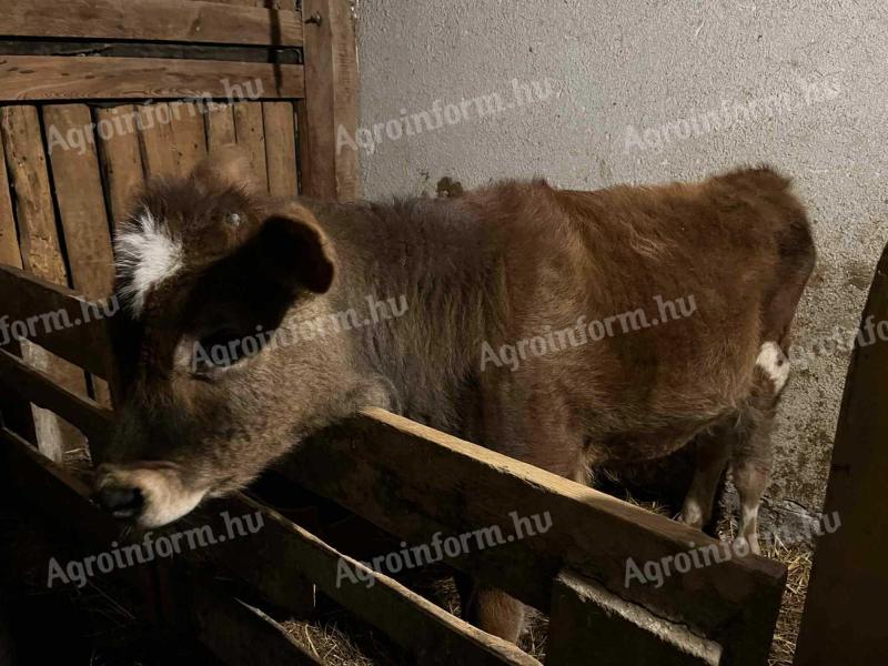 Jersey 5 hónapos bika