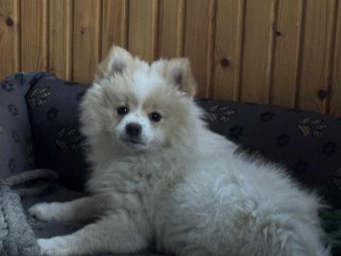 Törpe spicc kölyök 