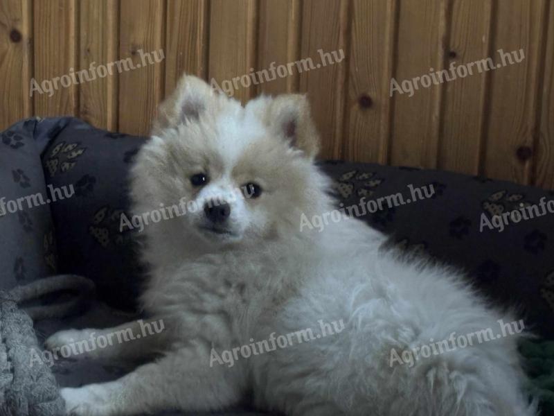 Törpe spicc kölyök 