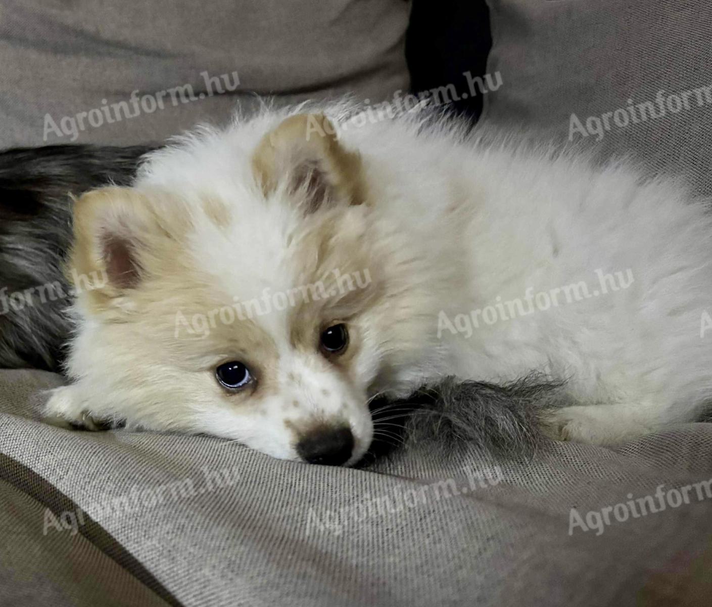 Törpe spicc kölyök - Jász-Nagykun-Szolnok vármegye 5081 Szajol ...