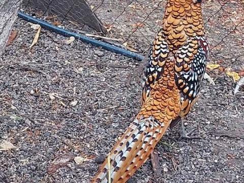 Királyfácán tyúkok és kakasok eladók Siófokon