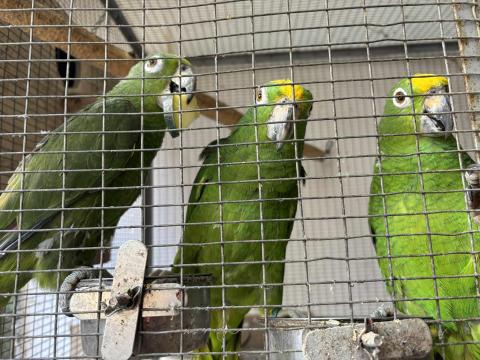 Papagáj eladó – sárga homlokú amazon és nemes papagáj, kézzel neveltek