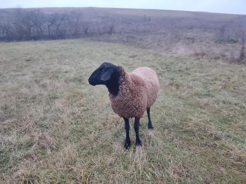 Heves megyében eladó 23 db birkanyáj