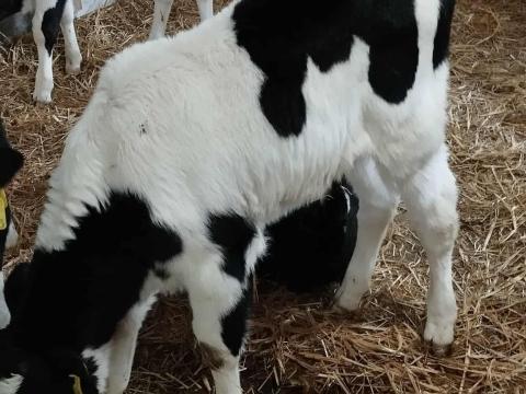 8 db HF itatós bika borjú