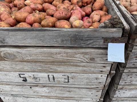 Burgonya II.oszt. Red Scarlett eladó Mórahalmon Burgonya II.oszt. Red Scarlett eladó Mórahalmon