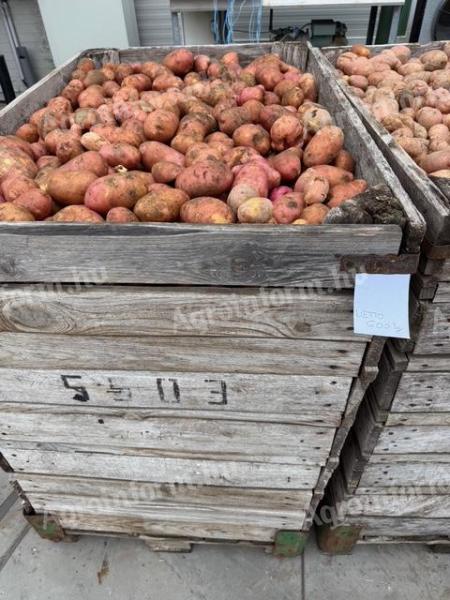 Burgonya II.oszt. Red Scarlett eladó Mórahalmon