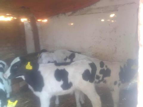 Itatós bika borjak eladók Mezőcsáton, alkuképes áron