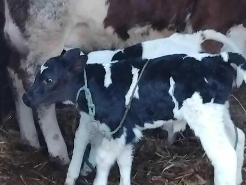 Magyartark X HF Űsző borju Eladó