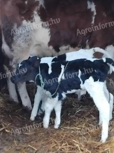 Magyartark X HF Űsző borju Eladó