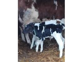 Magyartark X HF Űsző borju Eladó