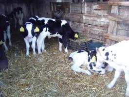 Eladó 15db tejről leválasztott holsten bikaborju