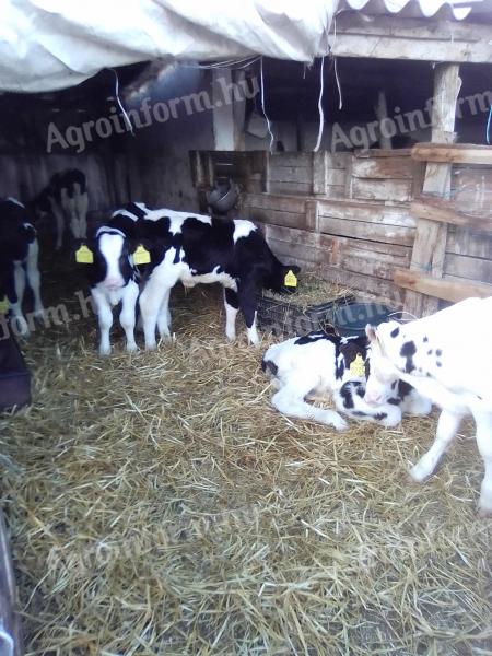 Eladó 15db tejről leválasztott holsten bikaborju