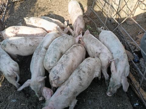 Magyar lapály malacok eladók vagy cserélhetők tejes bikára