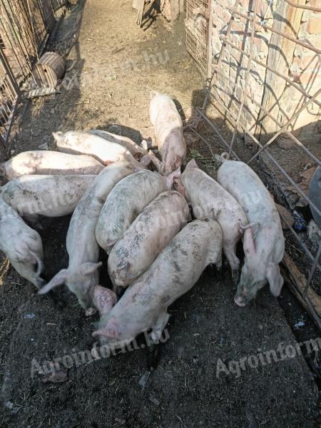 Magyar lapály malacok eladók vagy cserélhetők tejes bikára