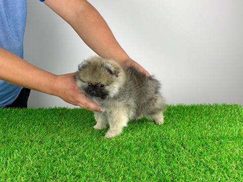 Törzskönyves Pomerániai törpespitz Pomi kiskutya