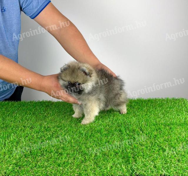 Törzskönyves Pomerániai törpespitz Pomi kiskutya