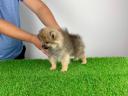 Törzskönyves Pomerániai törpespitz Pomi kiskutya