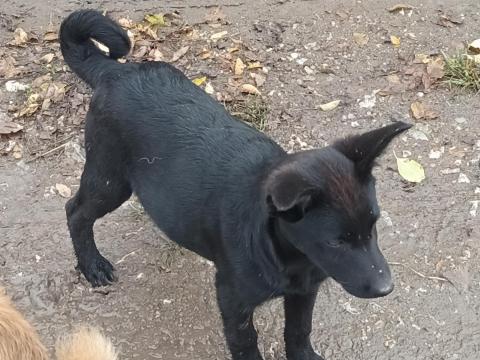 Sinka kiskutyák terelő szülőktől