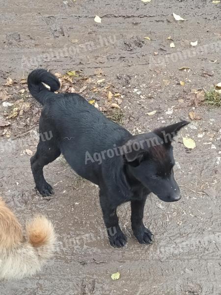 Sinka kiskutyák terelő szülőktől