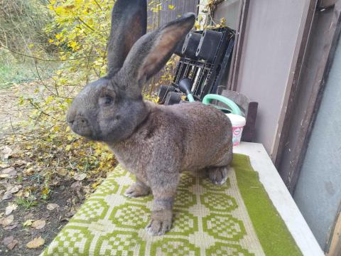 Német óriás vasderes Német óriás vasderes