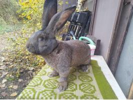 Német óriás vasderes