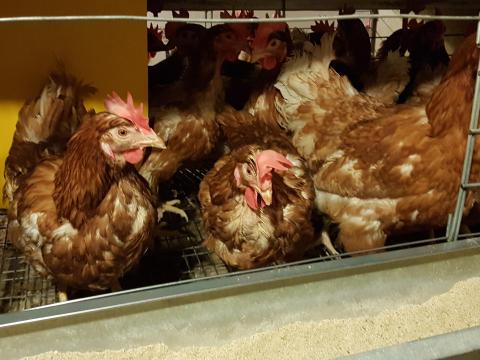 1 éves tojótyúkok eladók