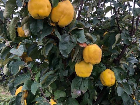 Eladó birsalma, akár pálinka cefrének is,Káptalantóti Eladó birsalma, akár pálinka cefrének is,Káptalantóti