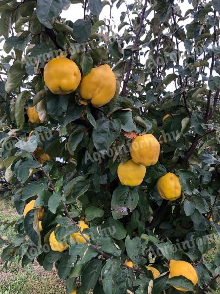 Eladó birsalma,  akár pálinka cefrének is,Káptalantóti